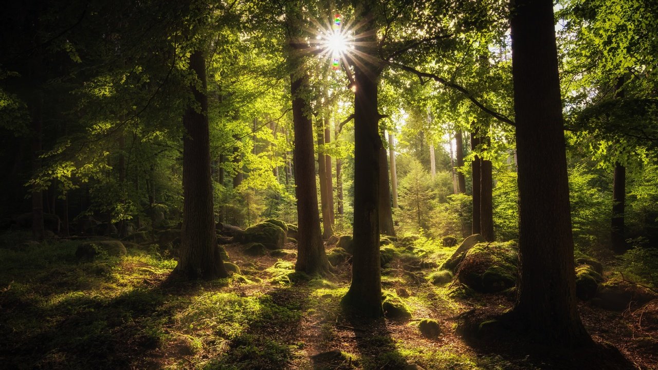 Обои деревья, природа, лес, мох, солнечный свет, trees, nature, forest, moss, sunlight разрешение 5700x3800 Загрузить