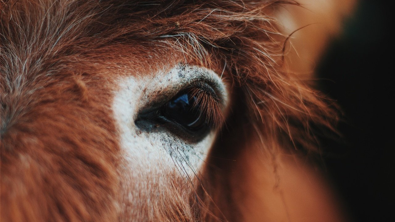 Обои лошадь, глаз, конь, крупным планом, horse, eyes, closeup разрешение 5184x3456 Загрузить