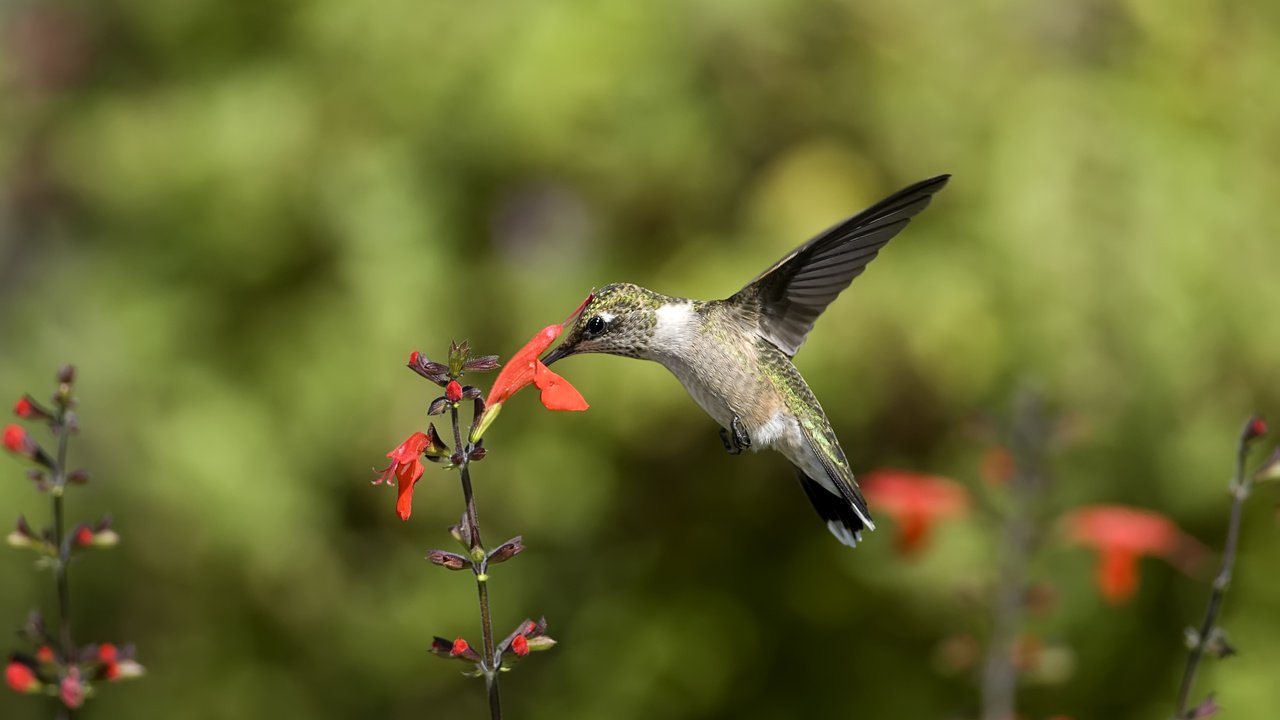 Обои цветы, крылья, размытость, клюв, перья, колибри, птаха, humming, flowers, wings, blur, beak, feathers, hummingbird, bird разрешение 3394x2272 Загрузить