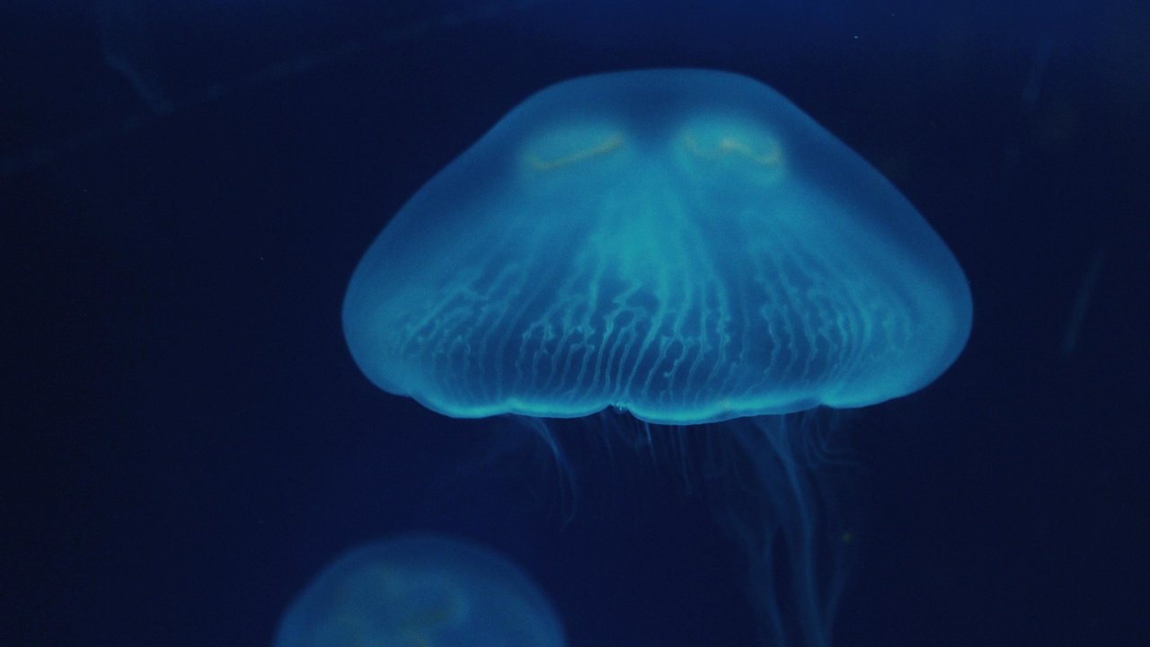 Обои вода, море, крупный план, медузы, подводный мир, water, sea, close-up, jellyfish, underwater world разрешение 5184x3456 Загрузить