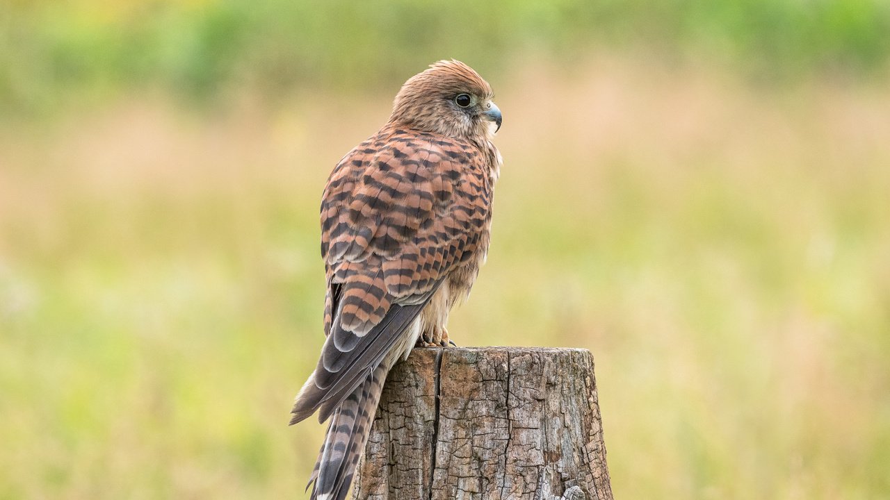 Обои природа, хищник, птица, клюв, перья, пень, пустельга, lynn griffiths, nature, predator, bird, beak, feathers, stump, kestrel разрешение 4306x2871 Загрузить