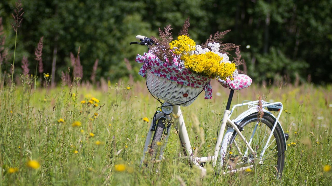 Обои цветы, растения, луг, корзина, полевые цветы, велосипед, flowers, plants, meadow, basket, wildflowers, bike разрешение 5184x3456 Загрузить