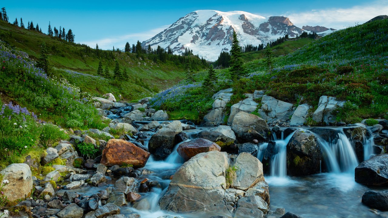 Обои цветы, сша, трава, долина, деревья, национальный парк, природа, mt rainier, mt rainier national park, камни, зелень, ручей, гора, flowers, usa, grass, valley, trees, national park, nature, stones, greens, stream, mountain разрешение 6000x3564 Загрузить