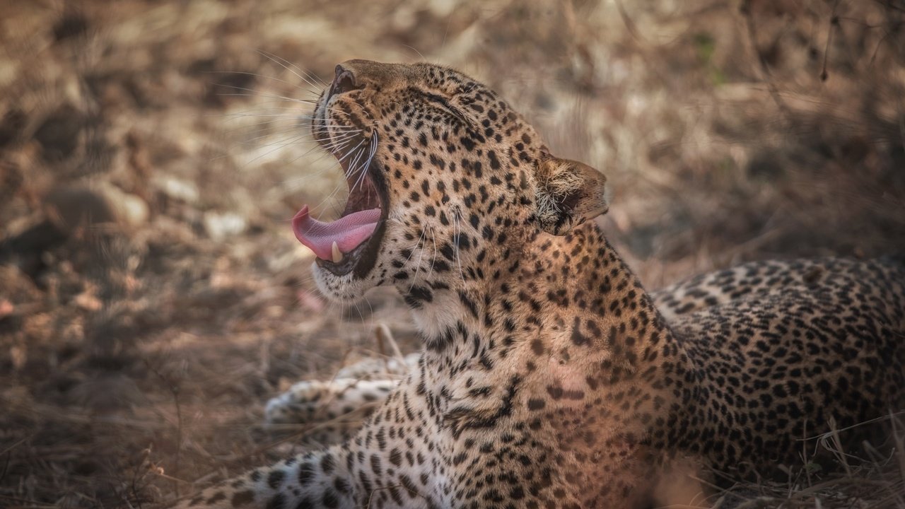 Обои морда, лапы, леопард, язык, оскал, face, paws, leopard, language, grin разрешение 1920x1200 Загрузить