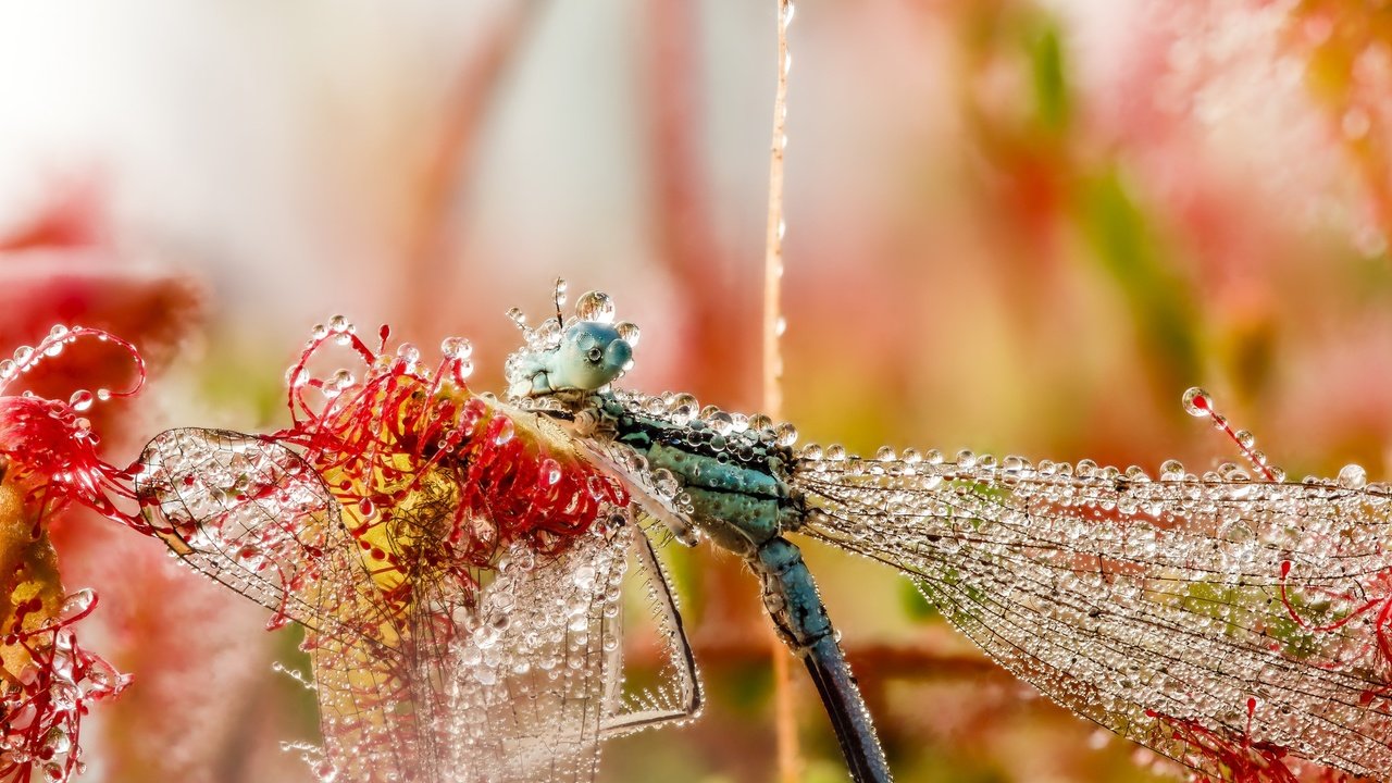 Обои макро, насекомое, утро, роса, капли, крылья, стрекоза, macro, insect, morning, rosa, drops, wings, dragonfly разрешение 2048x1532 Загрузить