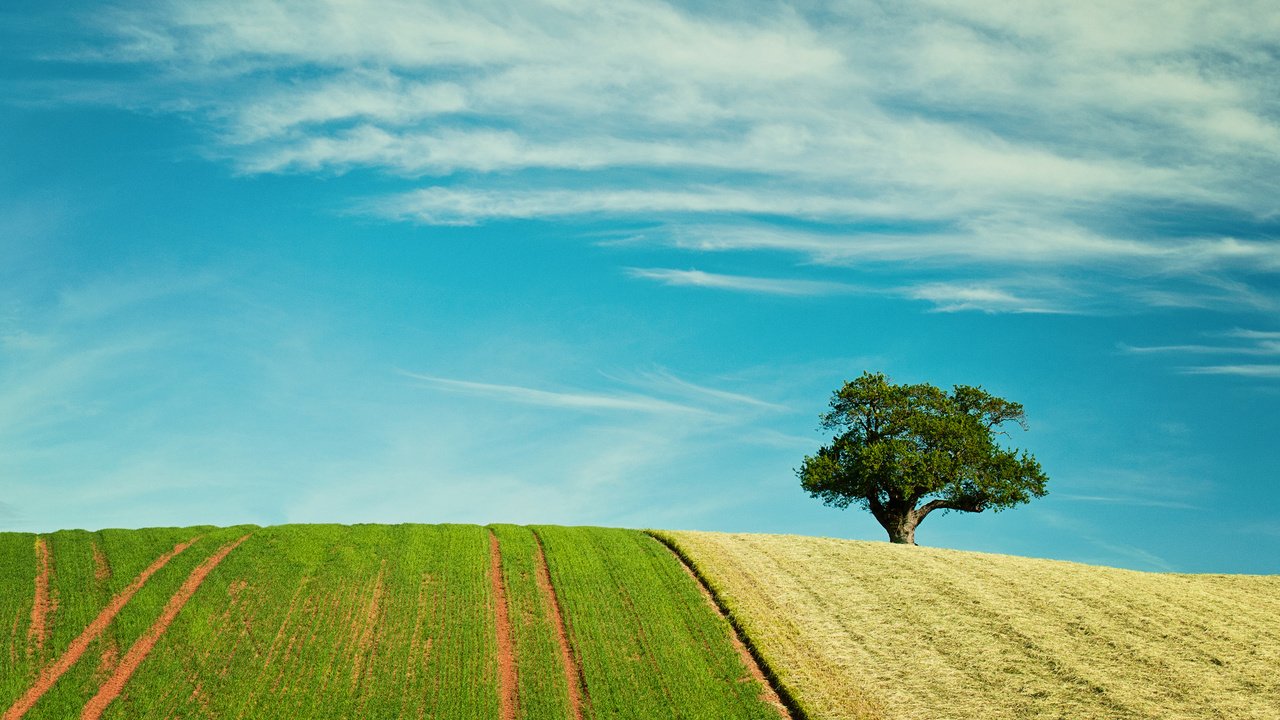 Обои небо, природа, дерево, поля, поле, the sky, nature, tree, field разрешение 2880x1800 Загрузить