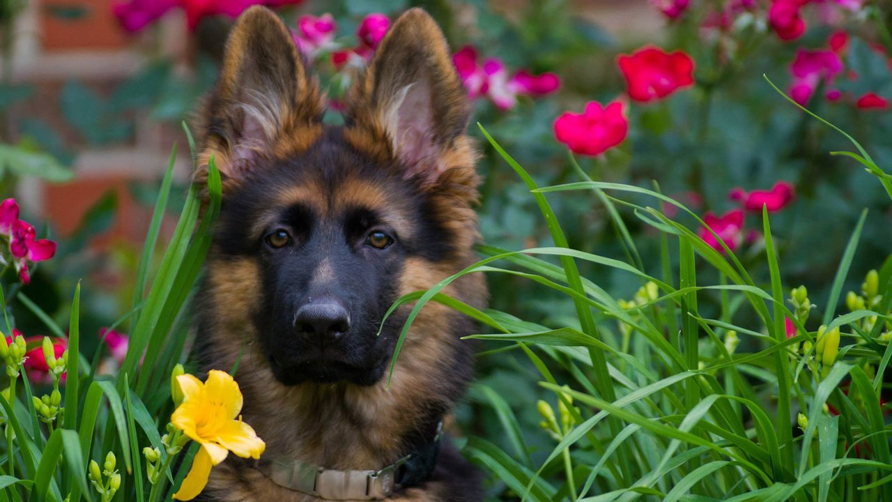 Обои морда, цветы, взгляд, собака, щенок, немецкая овчарка, face, flowers, look, dog, puppy, german shepherd разрешение 1920x1200 Загрузить