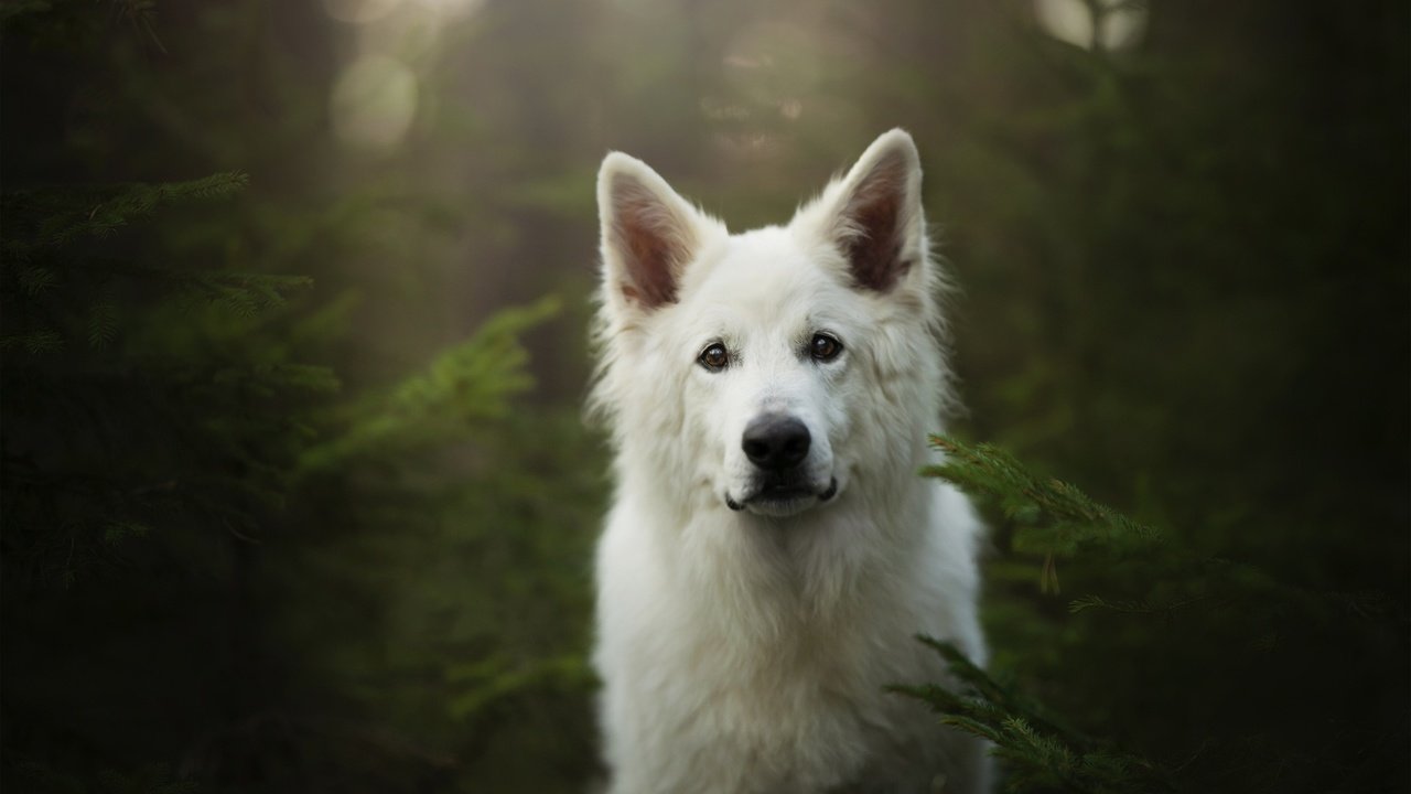 Обои мордочка, взгляд, собака, белая швейцарская овчарка, muzzle, look, dog, the white swiss shepherd dog разрешение 2048x1367 Загрузить