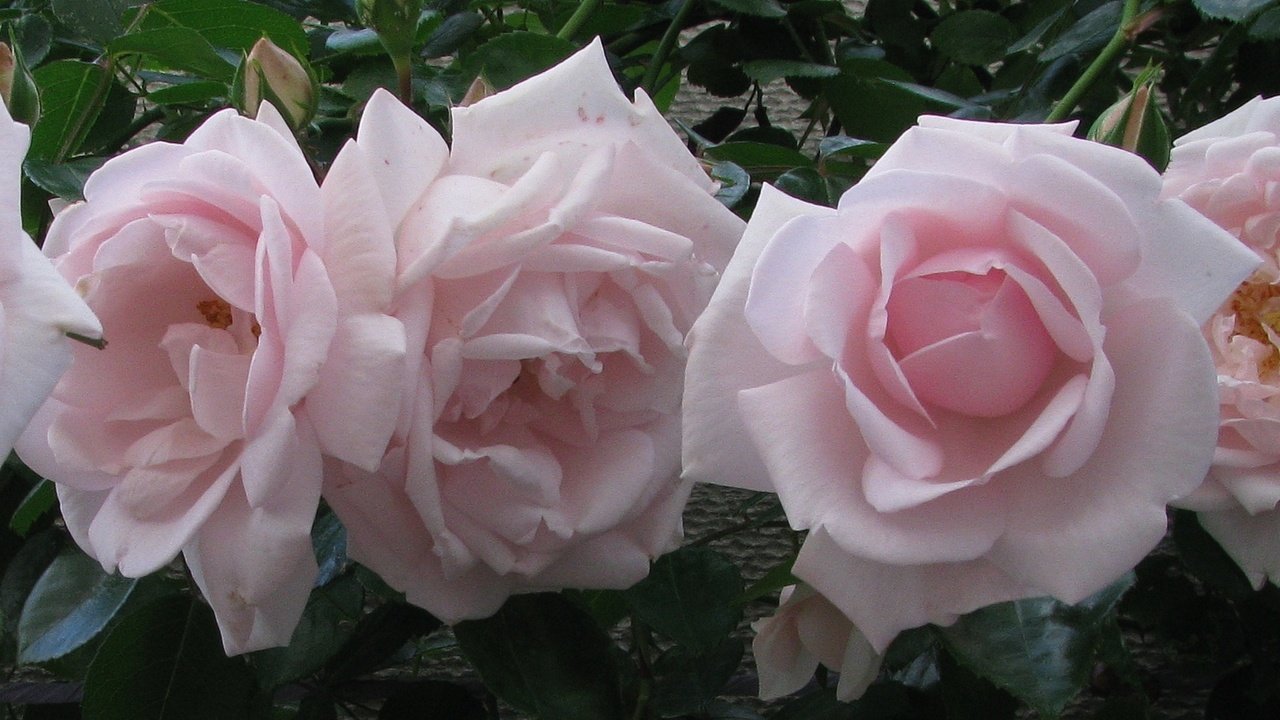 Обои цветы, лето, розы, розовые, flowers, summer, roses, pink разрешение 1920x1080 Загрузить