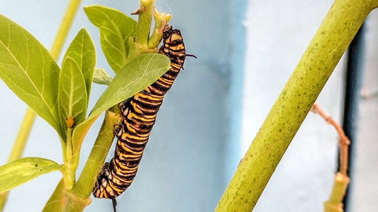 Обои растения, листья, макро, стебли, гусеница, plants, leaves, macro, stems, caterpillar разрешение 1920x1440 Загрузить