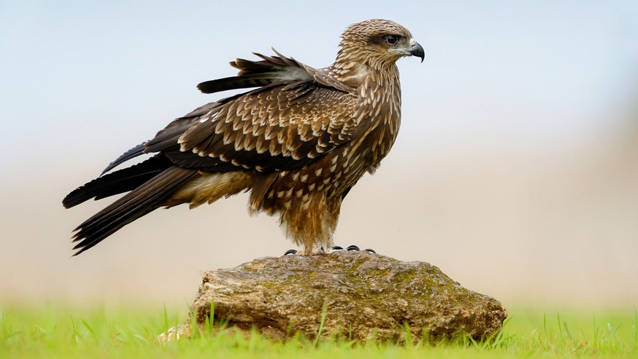 Обои трава, крылья, камень, птица, клюв, перья, сокол, grass, wings, stone, bird, beak, feathers, falcon разрешение 1920x1080 Загрузить