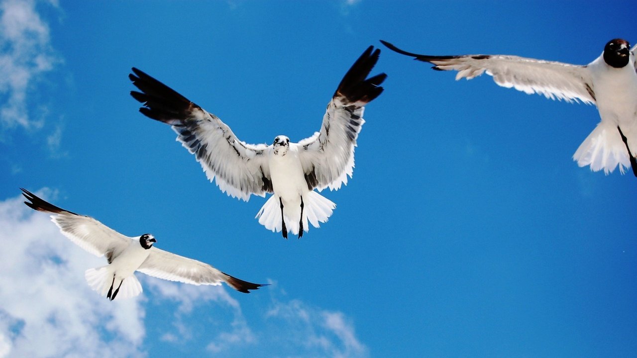 Обои небо, полет, крылья, птицы, чайки, the sky, flight, wings, birds, seagulls разрешение 1920x1080 Загрузить