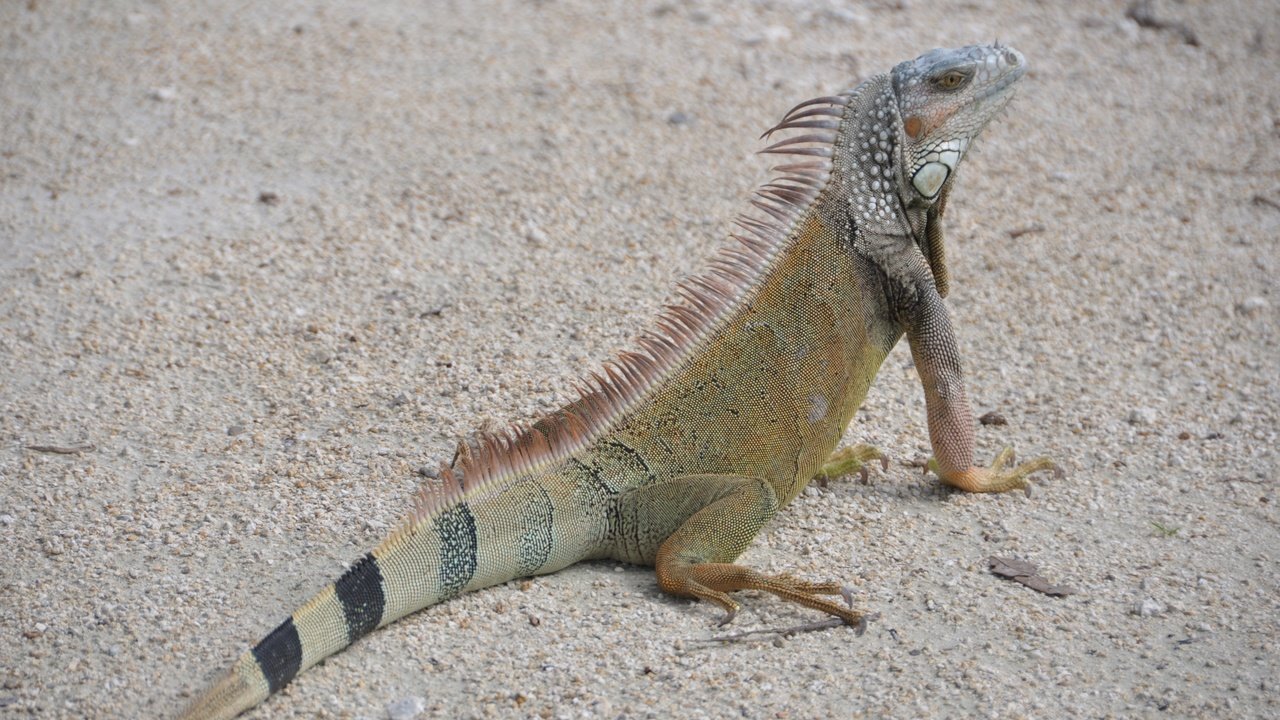 Обои природа, песок, ящерица, рептилия, игуана, nature, sand, lizard, reptile, iguana разрешение 4288x2848 Загрузить