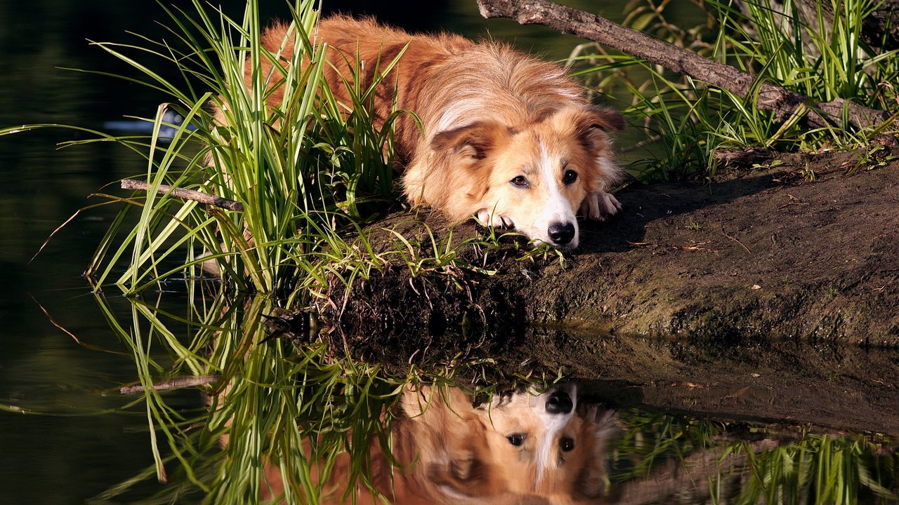 Обои трава, вода, отражение, мордочка, взгляд, собака, золотистый ретривер, grass, water, reflection, muzzle, look, dog, golden retriever разрешение 2560x1600 Загрузить