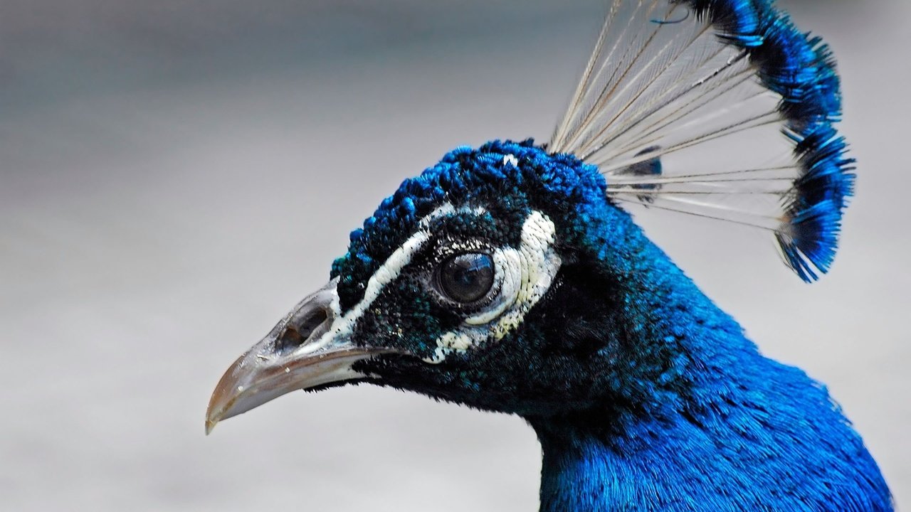 Обои птица, клюв, павлин, перья, голова, bird, beak, peacock, feathers, head разрешение 1920x1080 Загрузить