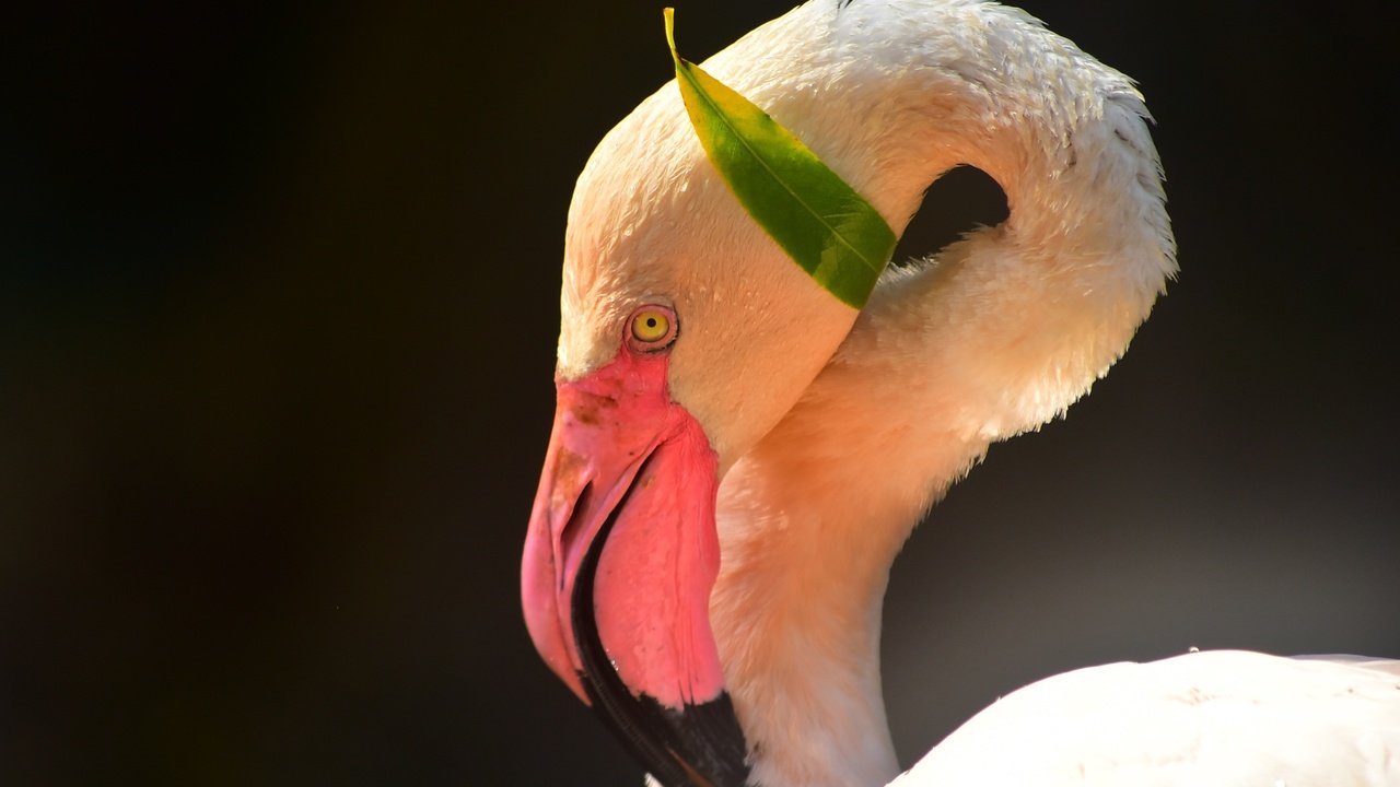 Обои морда, фламинго, птица, клюв, черный фон, шея, face, flamingo, bird, beak, black background, neck разрешение 2944x2000 Загрузить