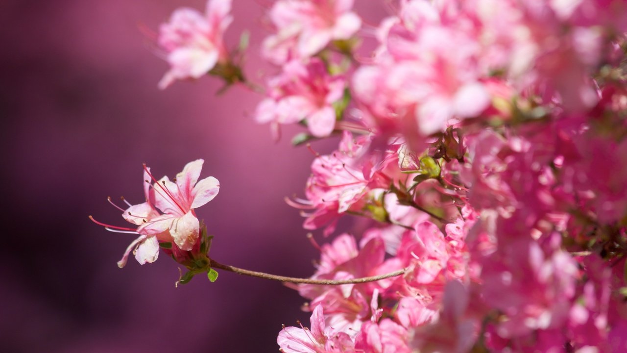 Обои цветение, макро, фон, весна, сакура, розовые цветы, крупный план, flowering, macro, background, spring, sakura, pink flowers, close-up разрешение 5472x3648 Загрузить