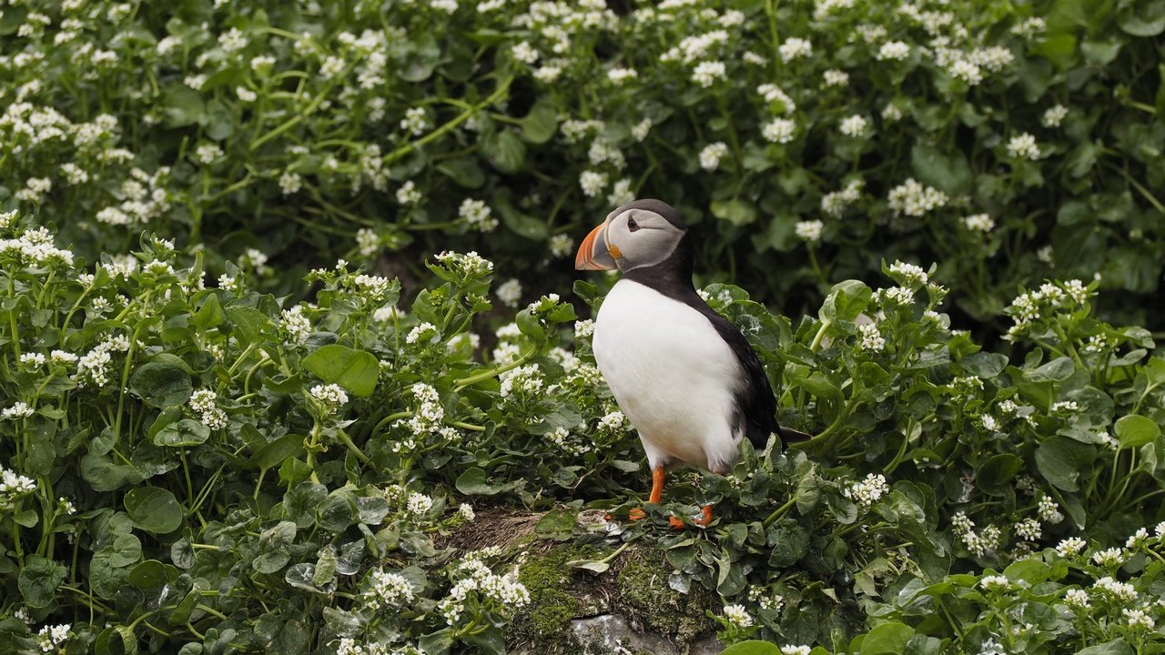 Обои цветы, растения, птица, клюв, перья, тупик, puffin, flowers, plants, bird, beak, feathers, stalled разрешение 4608x3456 Загрузить