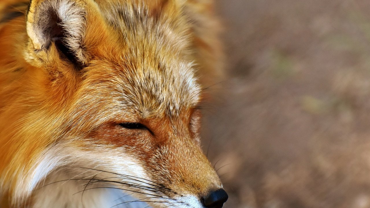 Обои морда, сон, лиса, хищник, лисица, закрытые глаза, face, sleep, fox, predator, closed eyes разрешение 3500x2473 Загрузить