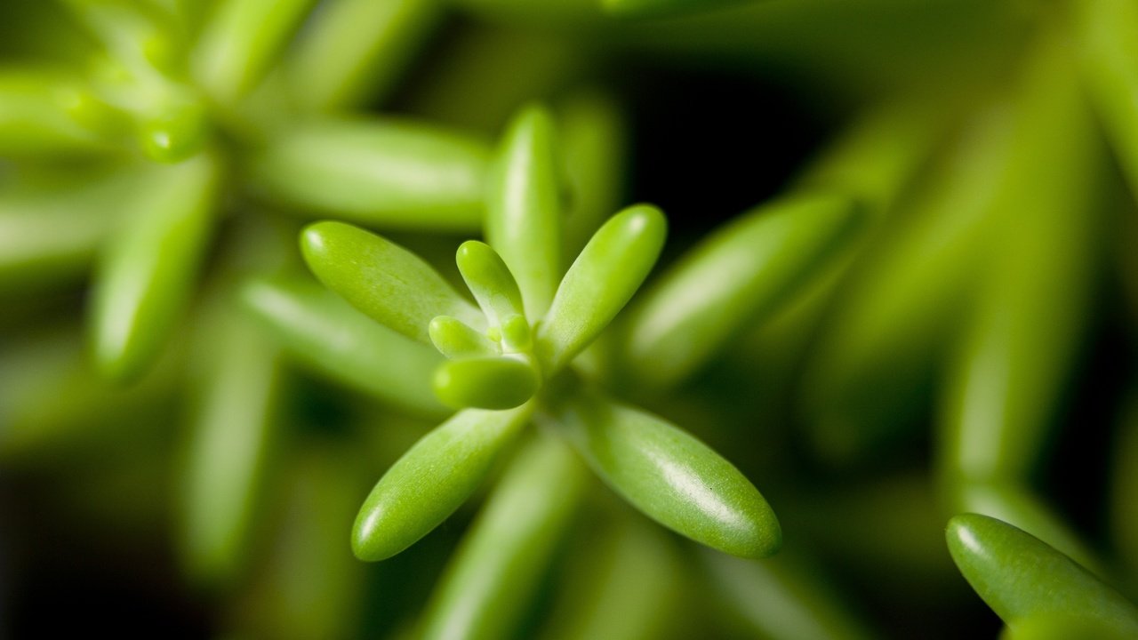 Обои растения, листья, крупным планом, plants, leaves, closeup разрешение 4368x2912 Загрузить