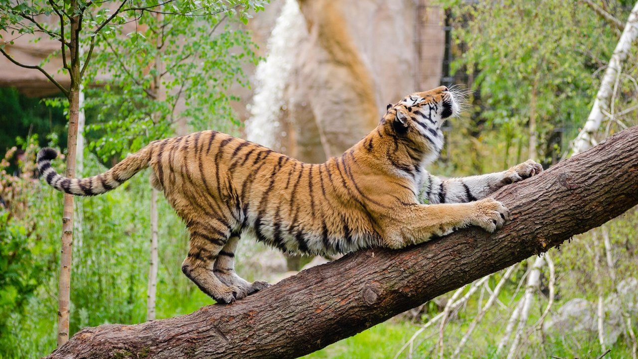 Обои тигр, морда, дерево, взгляд, хищник, дикая кошка, амурский тигр, tiger, face, tree, look, predator, wild cat, the amur tiger разрешение 4394x2910 Загрузить