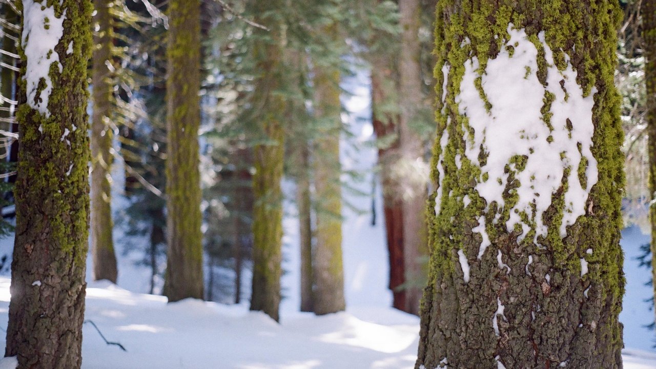 Обои деревья, снег, лес, зима, стволы, мох, кора, trees, snow, forest, winter, trunks, moss, bark разрешение 3089x2048 Загрузить