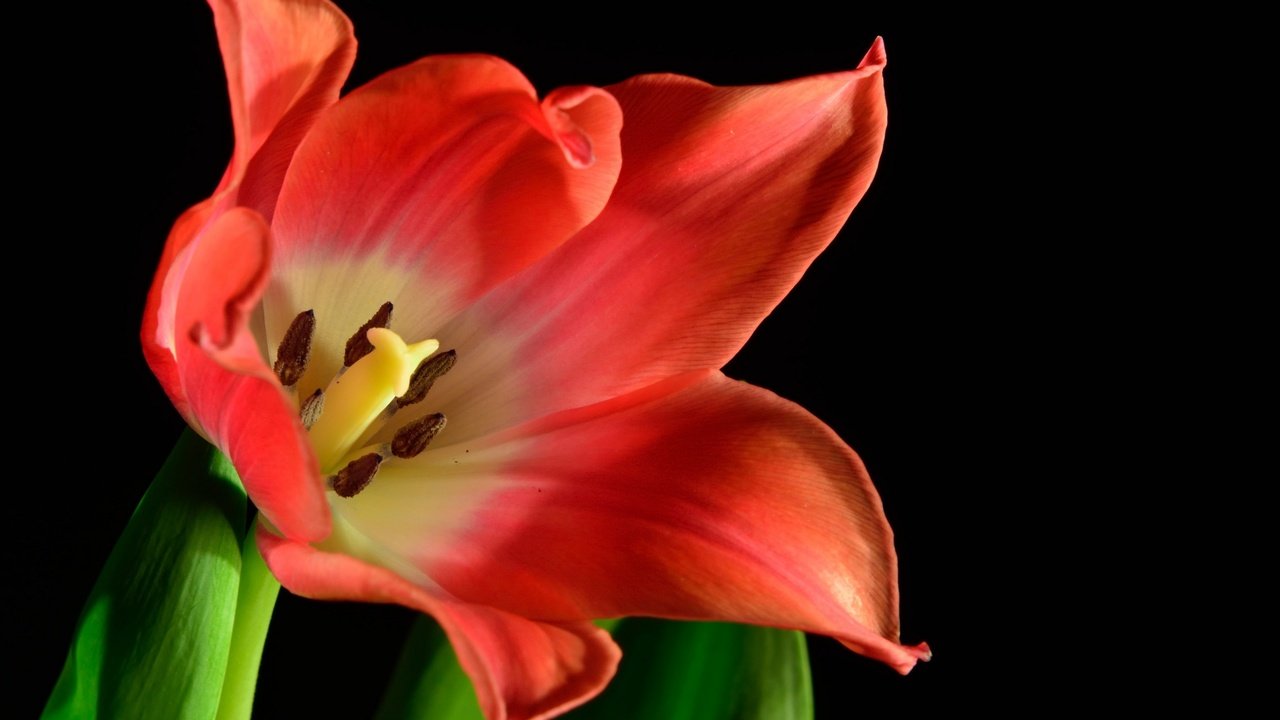 Обои цветок, красный, черный фон, тюльпан, цветок .тюльпан, flower, red, black background, tulip, flower .tulip разрешение 3840x2160 Загрузить