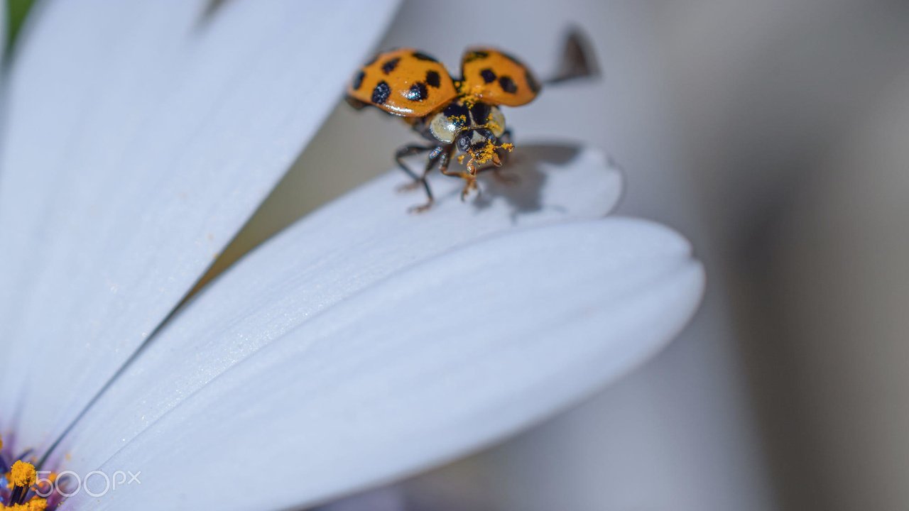 Обои жук, насекомое, цветок, лепестки, божья коровка, гербера, aylin in the dropland, beetle, insect, flower, petals, ladybug, gerbera разрешение 2000x1333 Загрузить