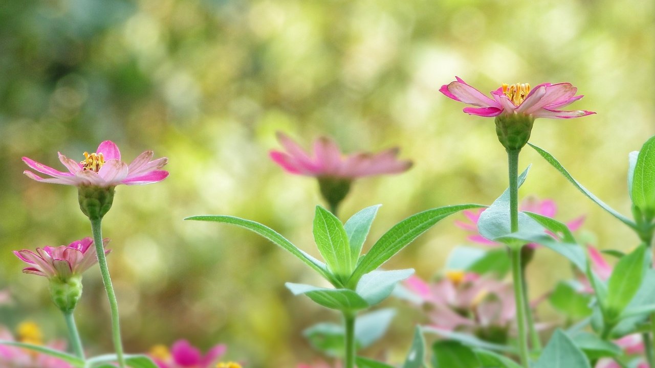 Обои цветы, растения, листья, лепестки, размытость, стебли, flowers, plants, leaves, petals, blur, stems разрешение 3456x2304 Загрузить