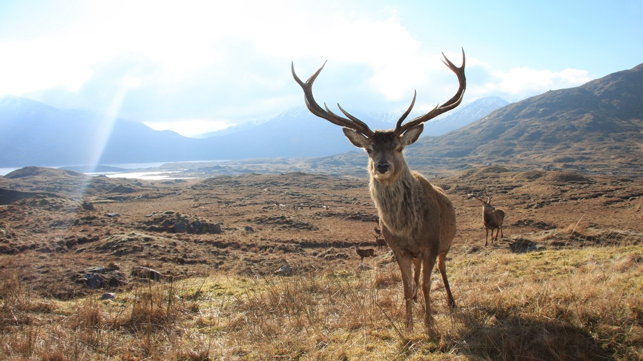 Обои небо, горы, олень, пейзаж, животное, рога, олени, the sky, mountains, deer, landscape, animal, horns разрешение 3888x2592 Загрузить