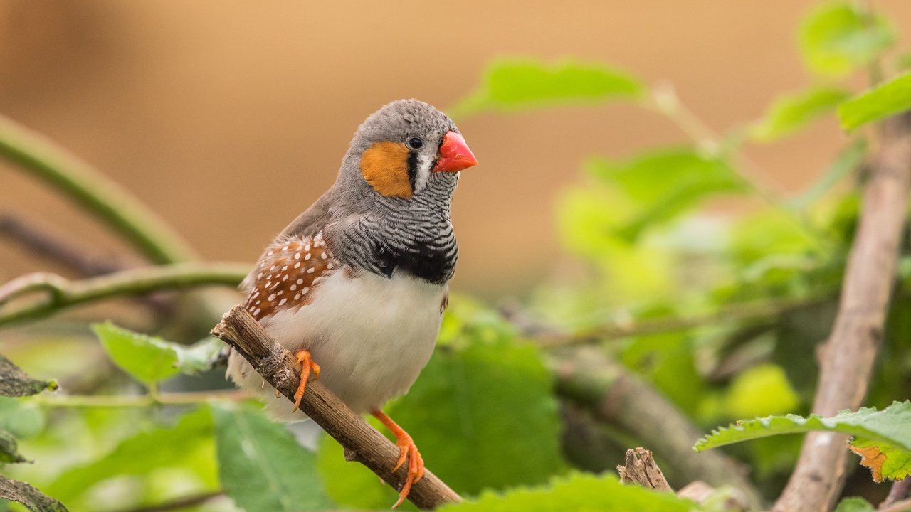 Обои листья, ветки, птица, клюв, перья, зебровая амадина, амадина, lynn griffiths, zebra finch, leaves, branches, bird, beak, feathers, the finch, amadina разрешение 4277x2855 Загрузить