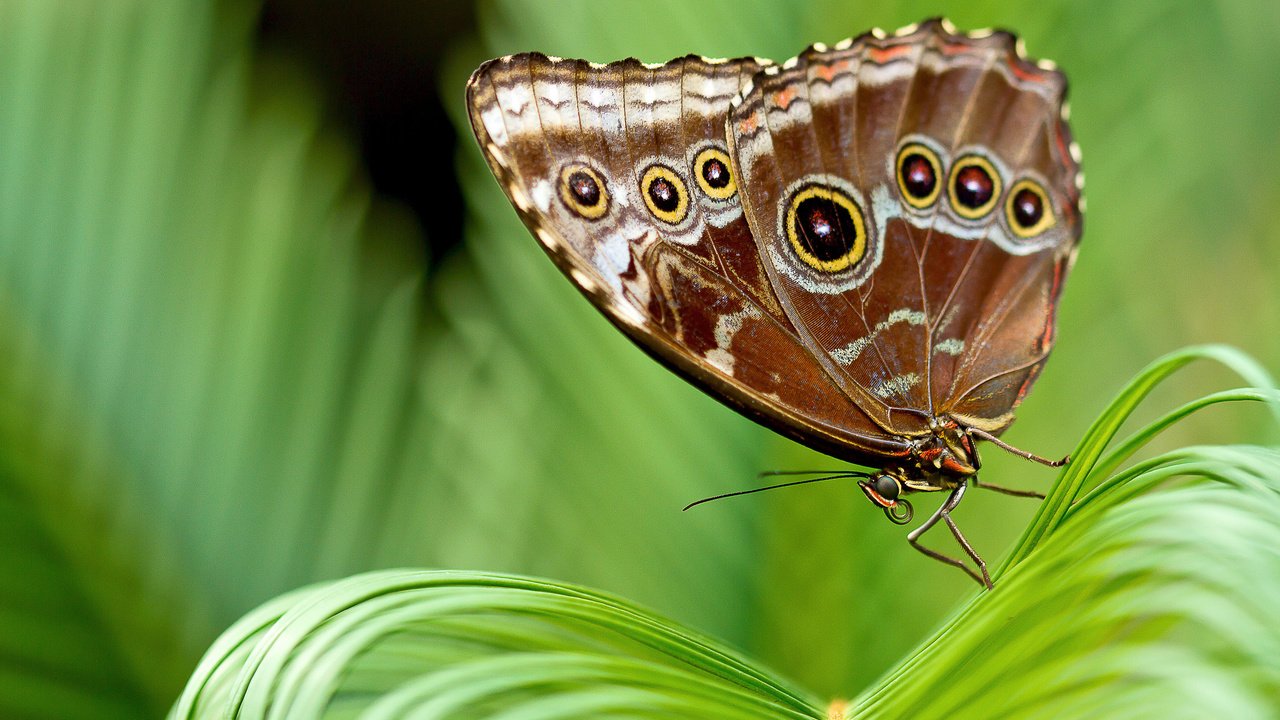 Обои листья, насекомое, бабочка, крылья, растение, leaves, insect, butterfly, wings, plant разрешение 2048x1365 Загрузить