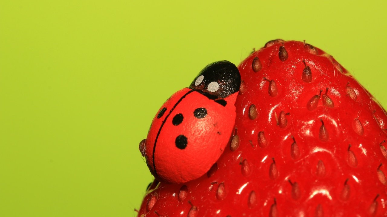 Обои насекомое, ягода, клубника, божья коровка, insect, berry, strawberry, ladybug разрешение 2048x1365 Загрузить