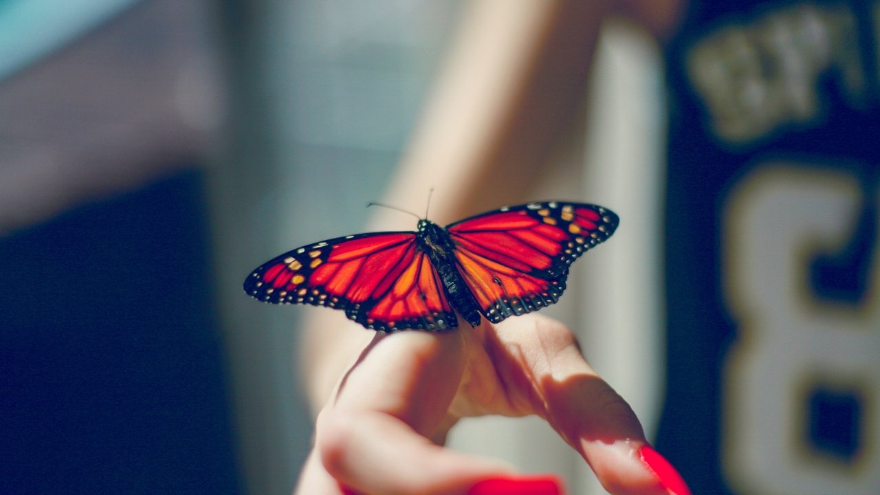 Обои рука, насекомое, бабочка, крылья, пальцы, маникюр, hand, insect, butterfly, wings, fingers, manicure разрешение 4368x2912 Загрузить