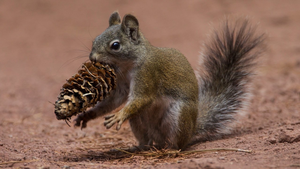 Обои ушки, шишка, белка, хвост, белочка, грызун, ears, bump, protein, tail, squirrel, rodent разрешение 2048x1332 Загрузить