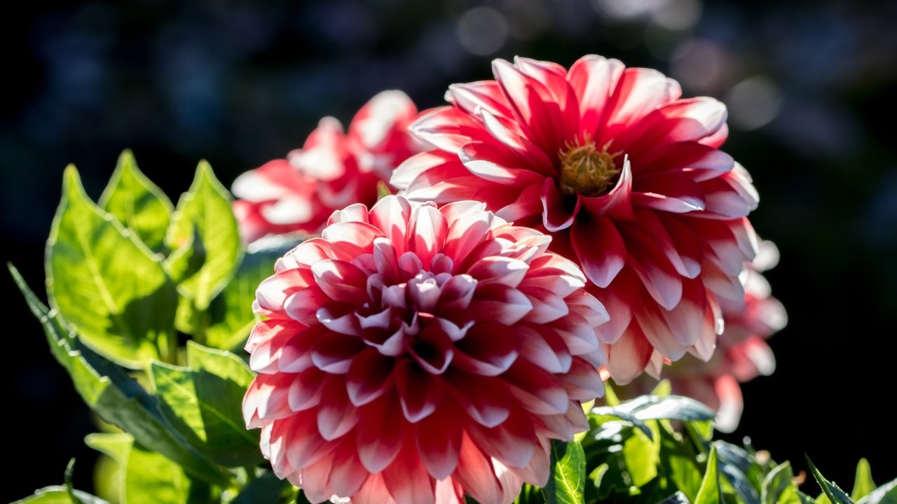 Обои цветы, листья, макро, лепестки, георгины, flowers, leaves, macro, petals, dahlias разрешение 2048x1365 Загрузить