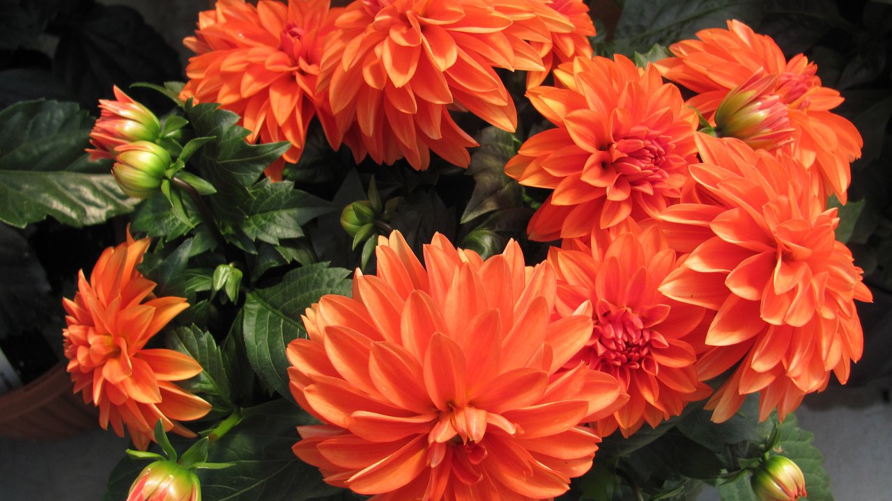 Обои цветы, бутоны, лепестки, оранжевые, георгины, flowers, buds, petals, orange, dahlias разрешение 3200x2260 Загрузить