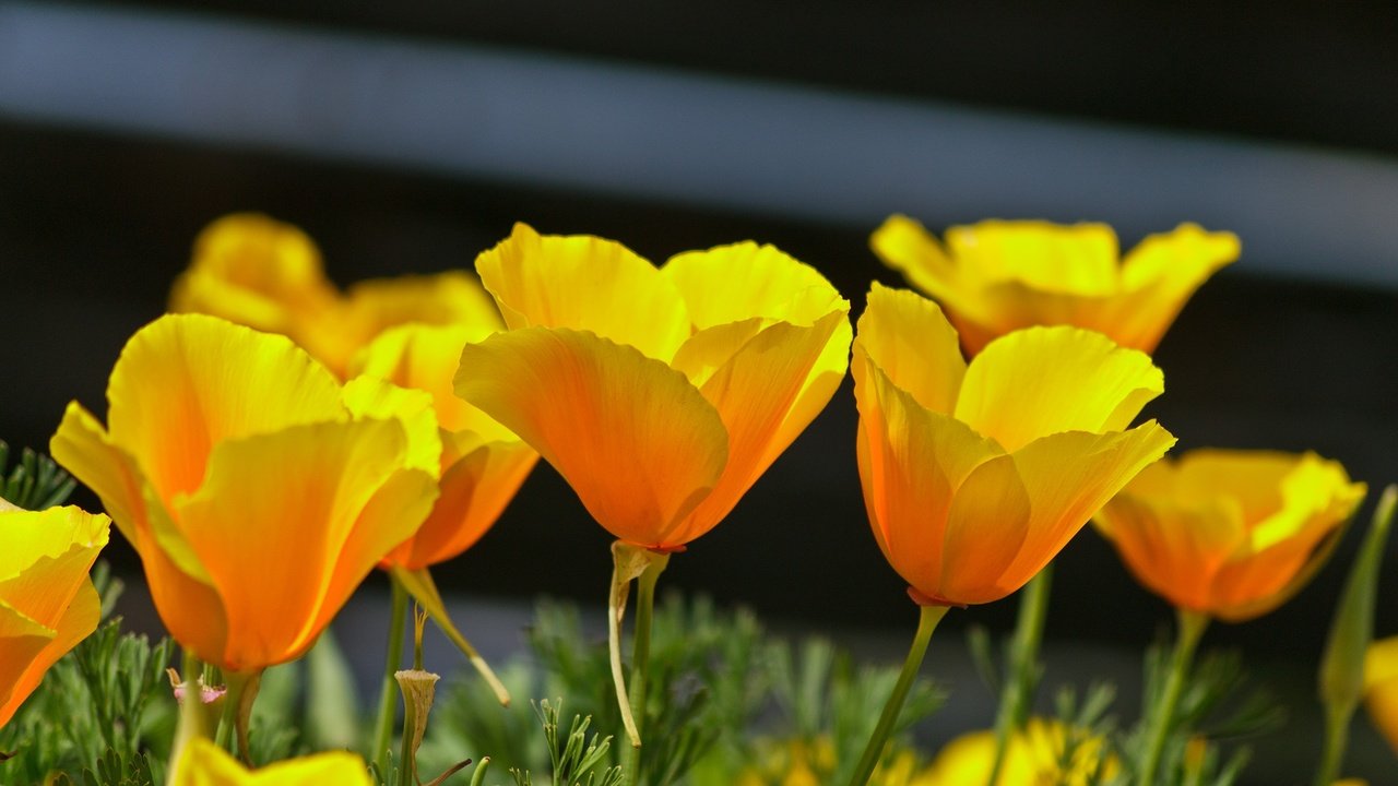 Обои цветы, лепестки, весна, эшшольция, калифорнийский мак, flowers, petals, spring, escholzia, california poppy разрешение 2136x1424 Загрузить