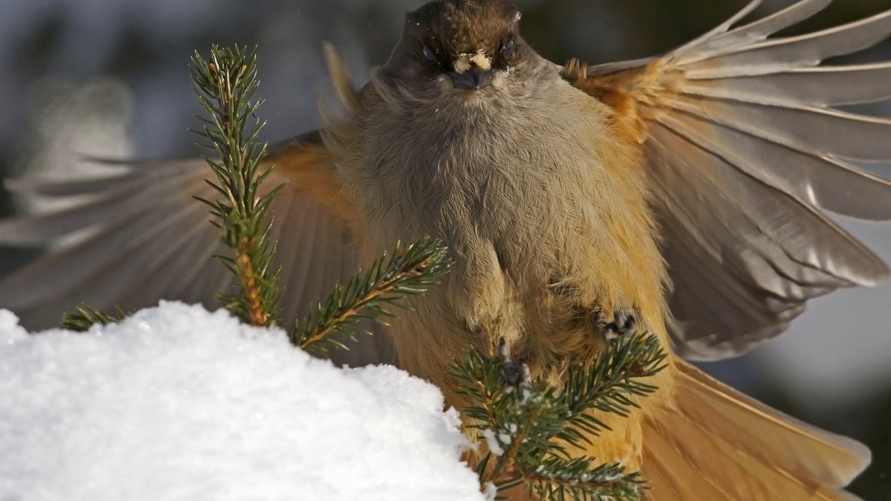 Обои ветки, крылья, птица, перья, кукша, branches, wings, bird, feathers, kuksha разрешение 1920x1200 Загрузить