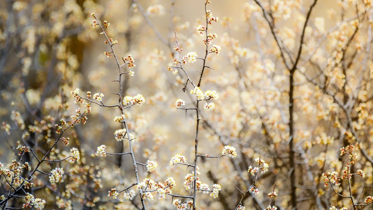 Обои природа, цветение, растения, ветки, боке, nature, flowering, plants, branches, bokeh разрешение 2048x1365 Загрузить