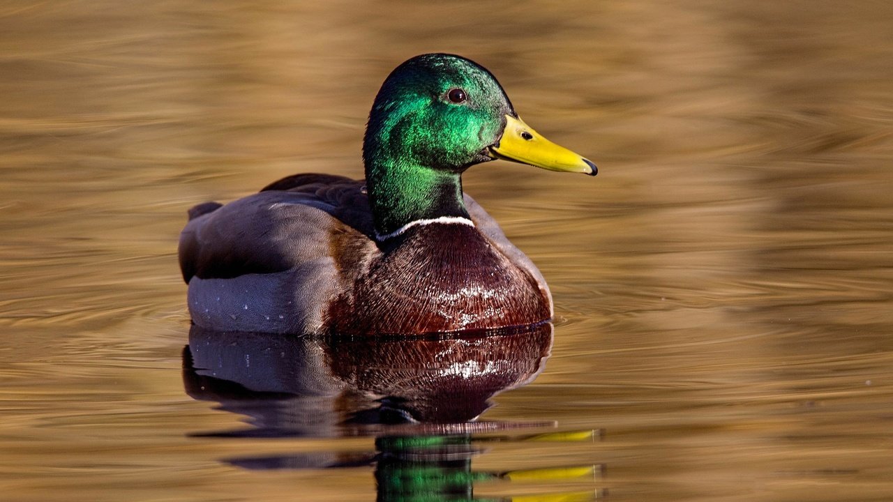 Обои вода, птица, клюв, утка, отражение птица, селезень, кряква, water, bird, beak, duck, the reflection of the bird, drake, mallard разрешение 2048x1152 Загрузить