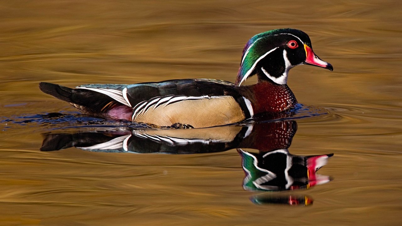 Обои вода, отражение, птица, клюв, перья, утка, каролинская утка, water, reflection, bird, beak, feathers, duck, wood duck разрешение 2048x1152 Загрузить