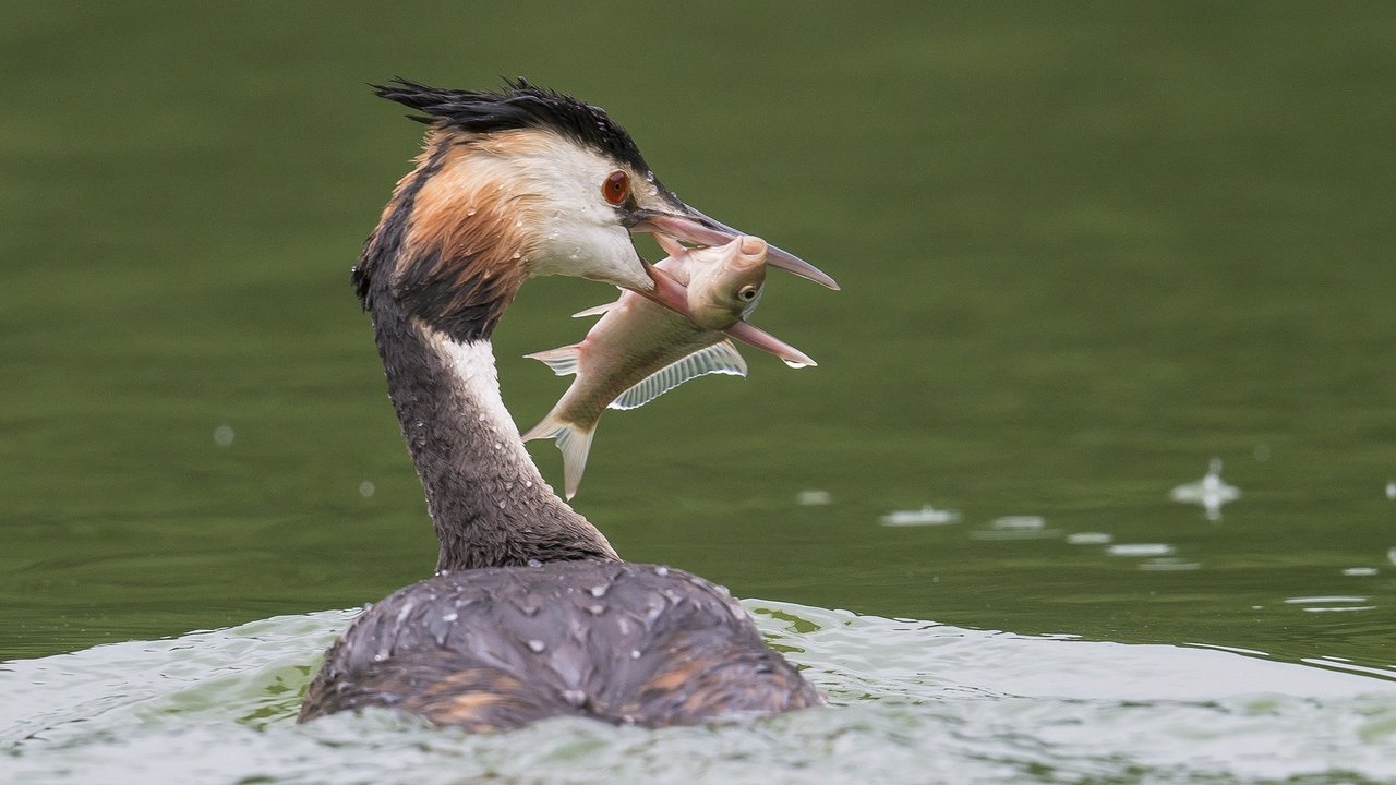 Обои вода, птица, клюв, перья, рыба, улов, большая поганка, чомга, water, bird, beak, feathers, fish, catch, great crested grebe, the great crested grebe разрешение 2048x1343 Загрузить