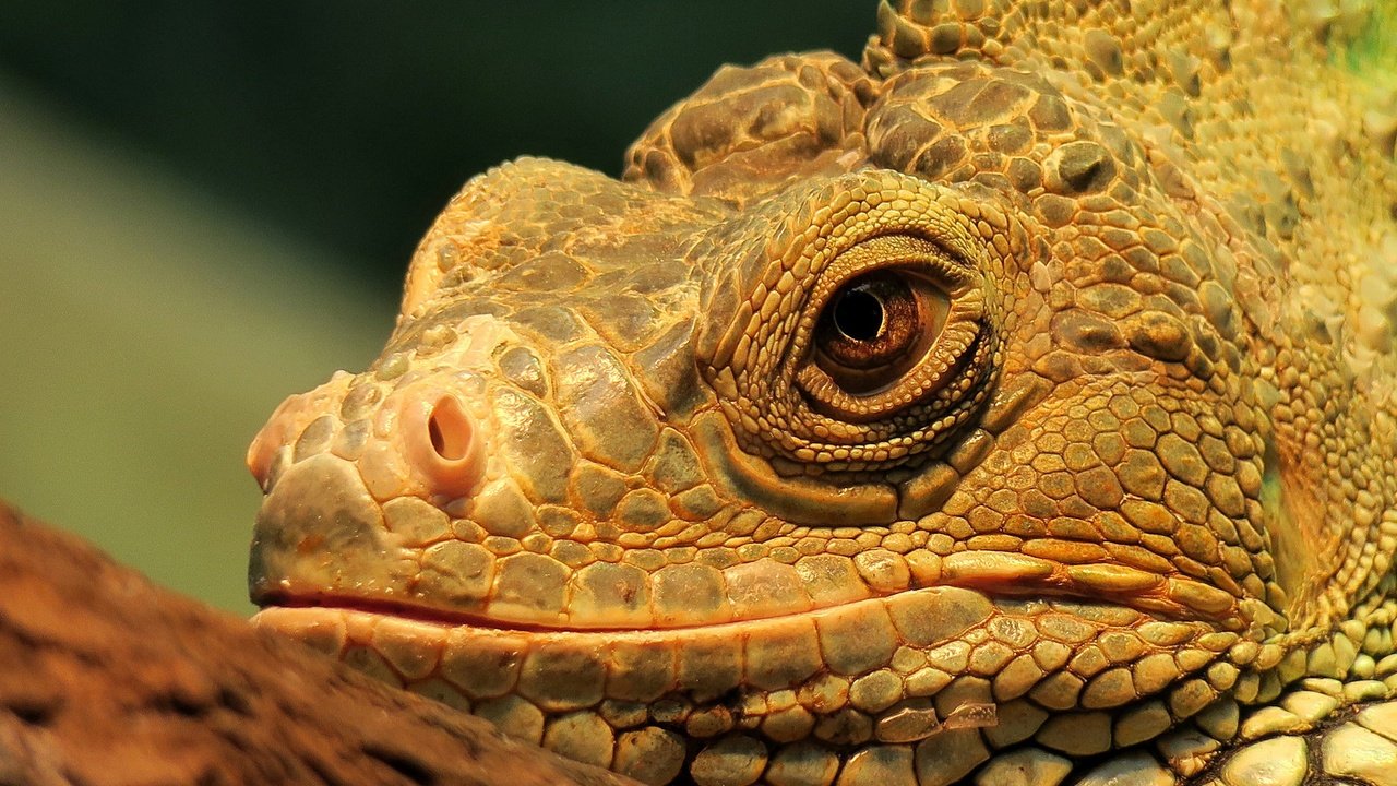 Обои взгляд, ящерица, голова, рептилия, игуана, look, lizard, head, reptile, iguana разрешение 2048x1365 Загрузить