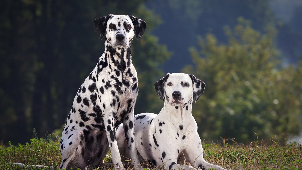 Обои трава, взгляд, далматин, собаки, мордочки, далматинец, grass, look, dalmatian, dogs, faces, dalmatians разрешение 2560x1600 Загрузить