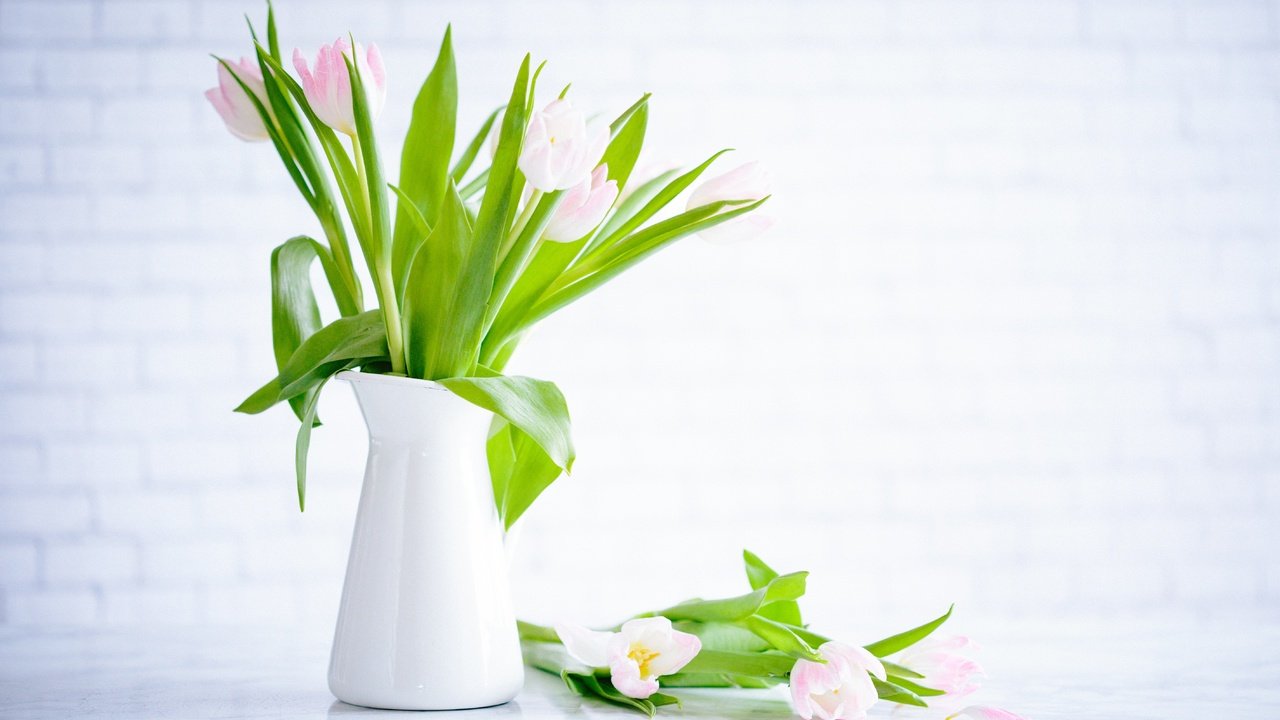Обои цветы, букет, тюльпаны, ваза, flowers, bouquet, tulips, vase разрешение 5664x3776 Загрузить
