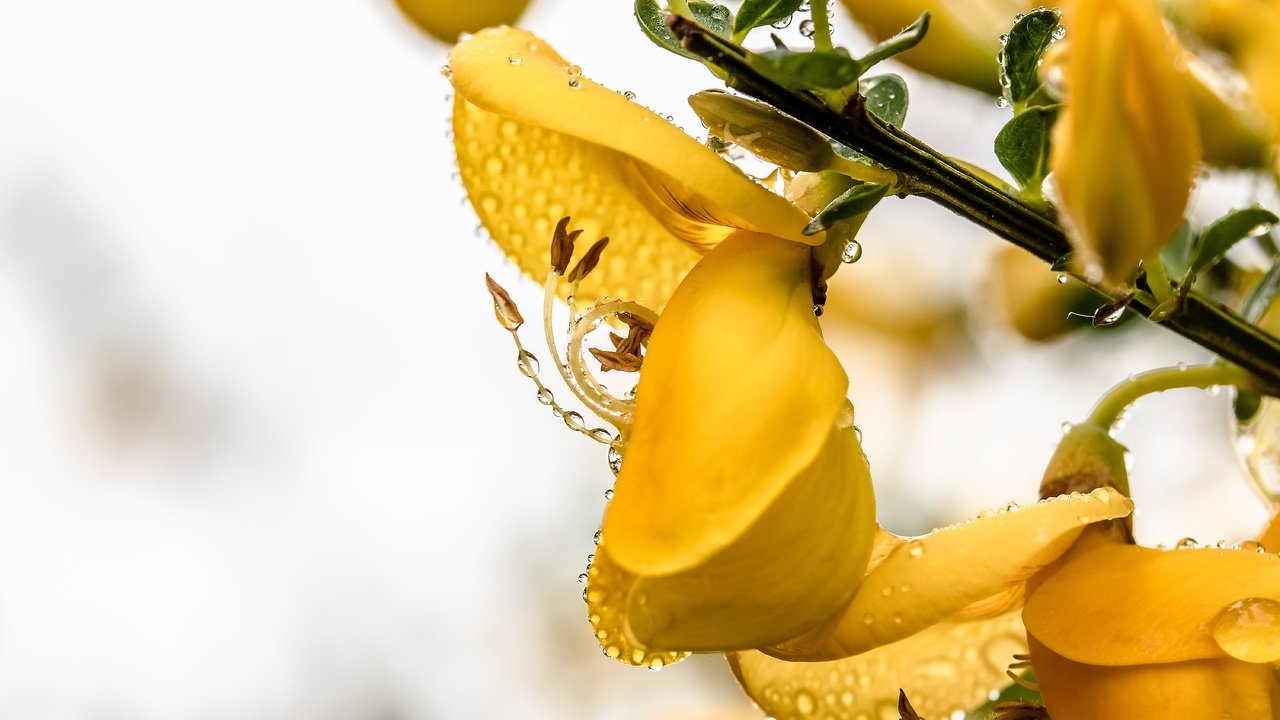 Обои ветка, макро, цветок, капли, branch, macro, flower, drops разрешение 6000x4000 Загрузить