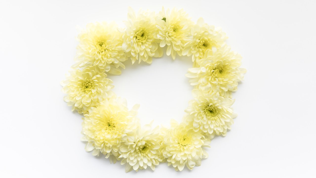 Обои цветы, круг, хризантемы, маргаритки, flowers, round, chrysanthemum, daisy разрешение 6219x4146 Загрузить