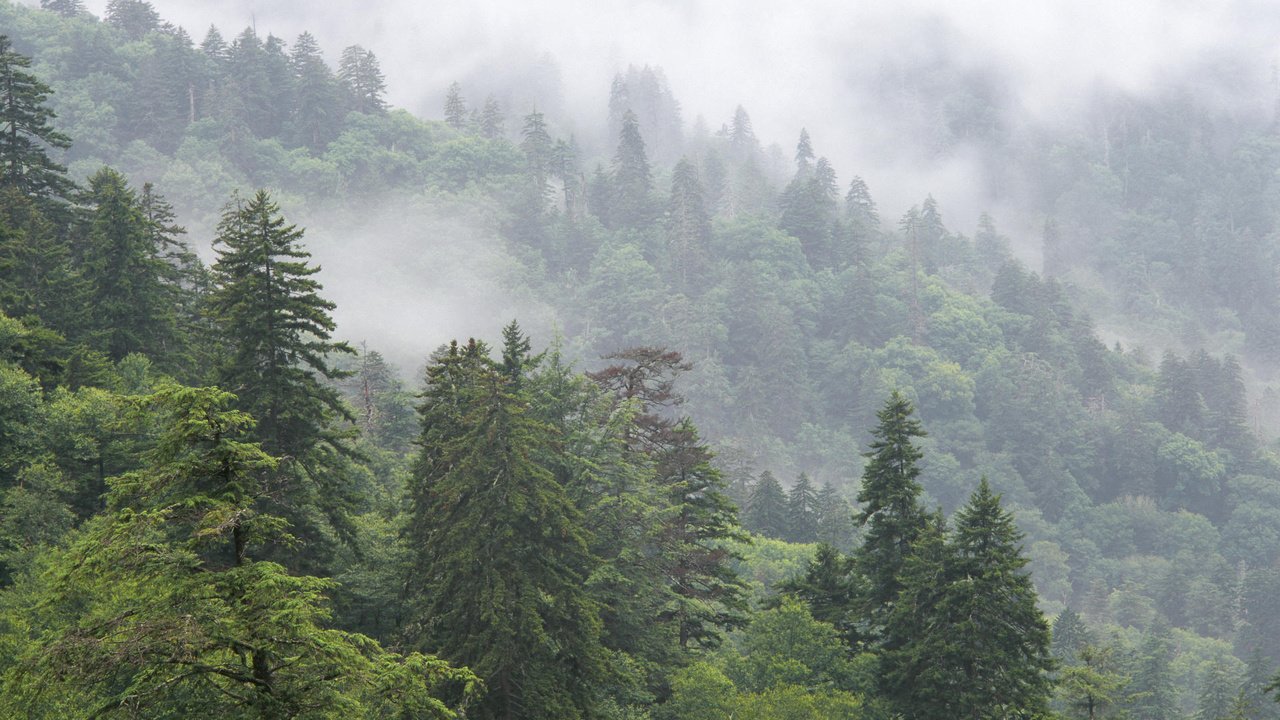 Обои деревья, горы, природа, лес, туман, национальный парк, trees, mountains, nature, forest, fog, national park разрешение 1920x1080 Загрузить