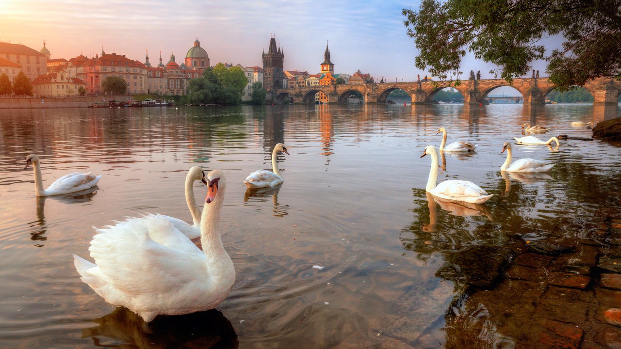 Обои птицы, прага, лебеди, белый лебедь, лебедь-шипун, birds, prague, swans, white swan разрешение 2048x1361 Загрузить